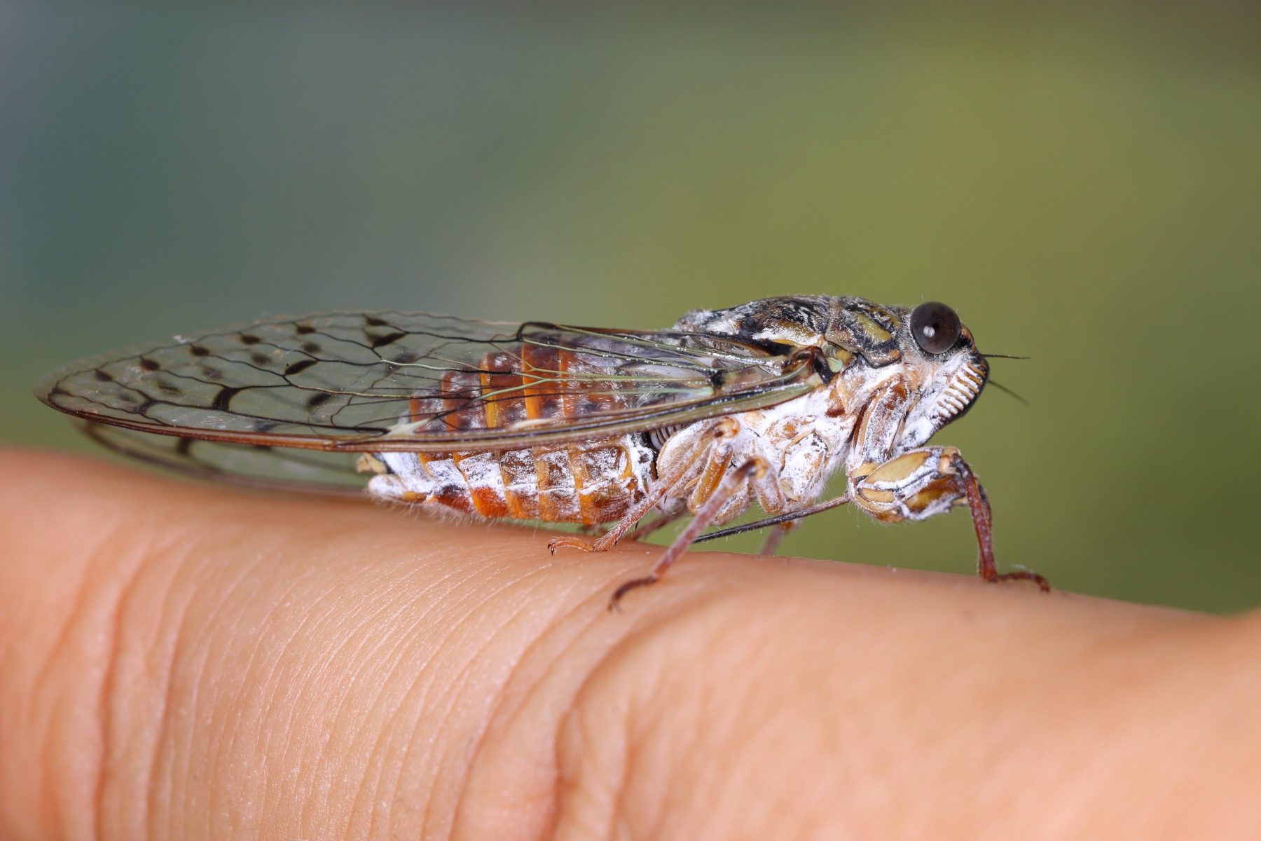 Nydri - Ash cicada (Cicada orni)