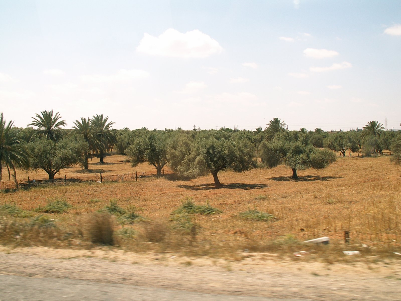 Between Tripoli and Leptis Magna