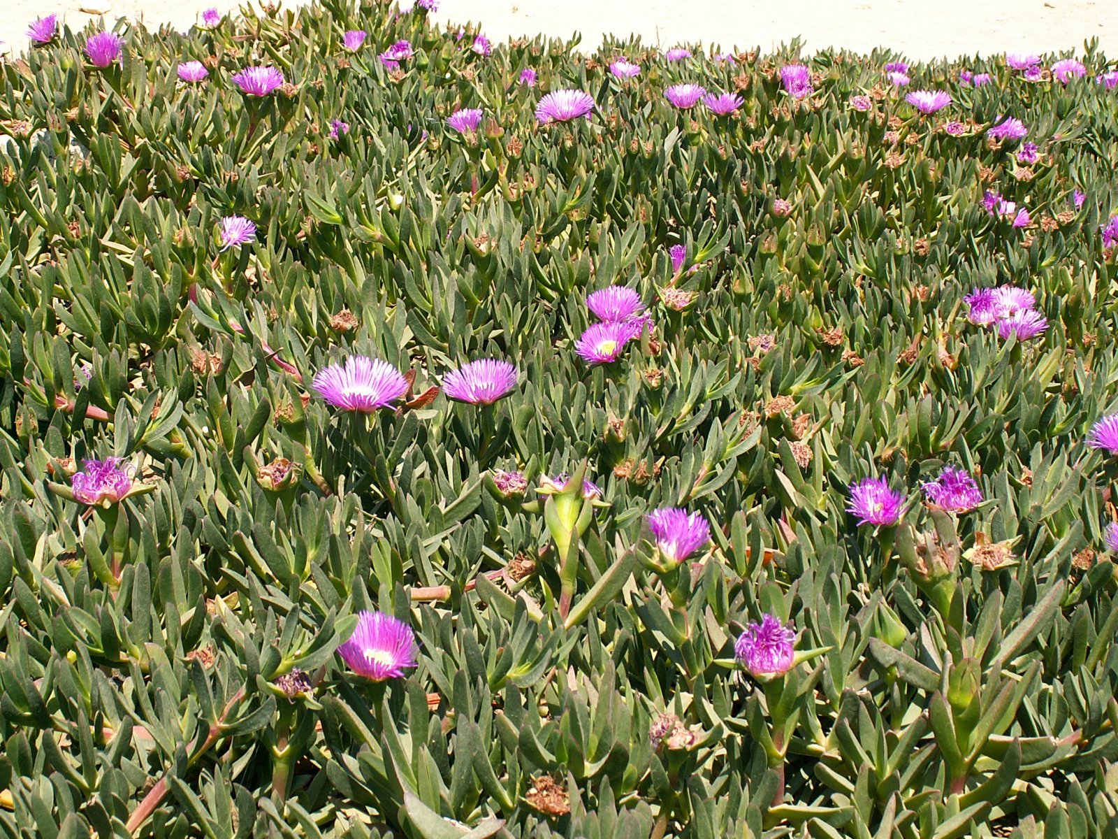 Leptis Magna - Flowers