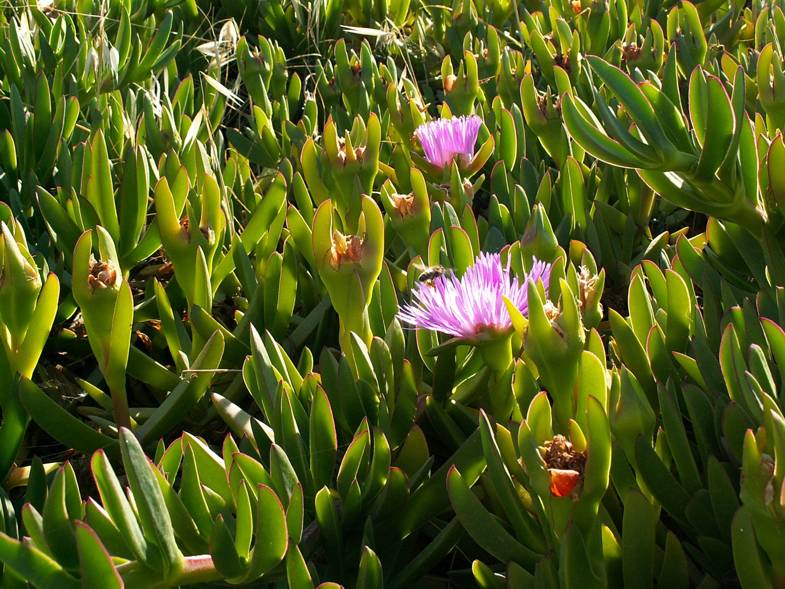 Leptis Magna - Flowers