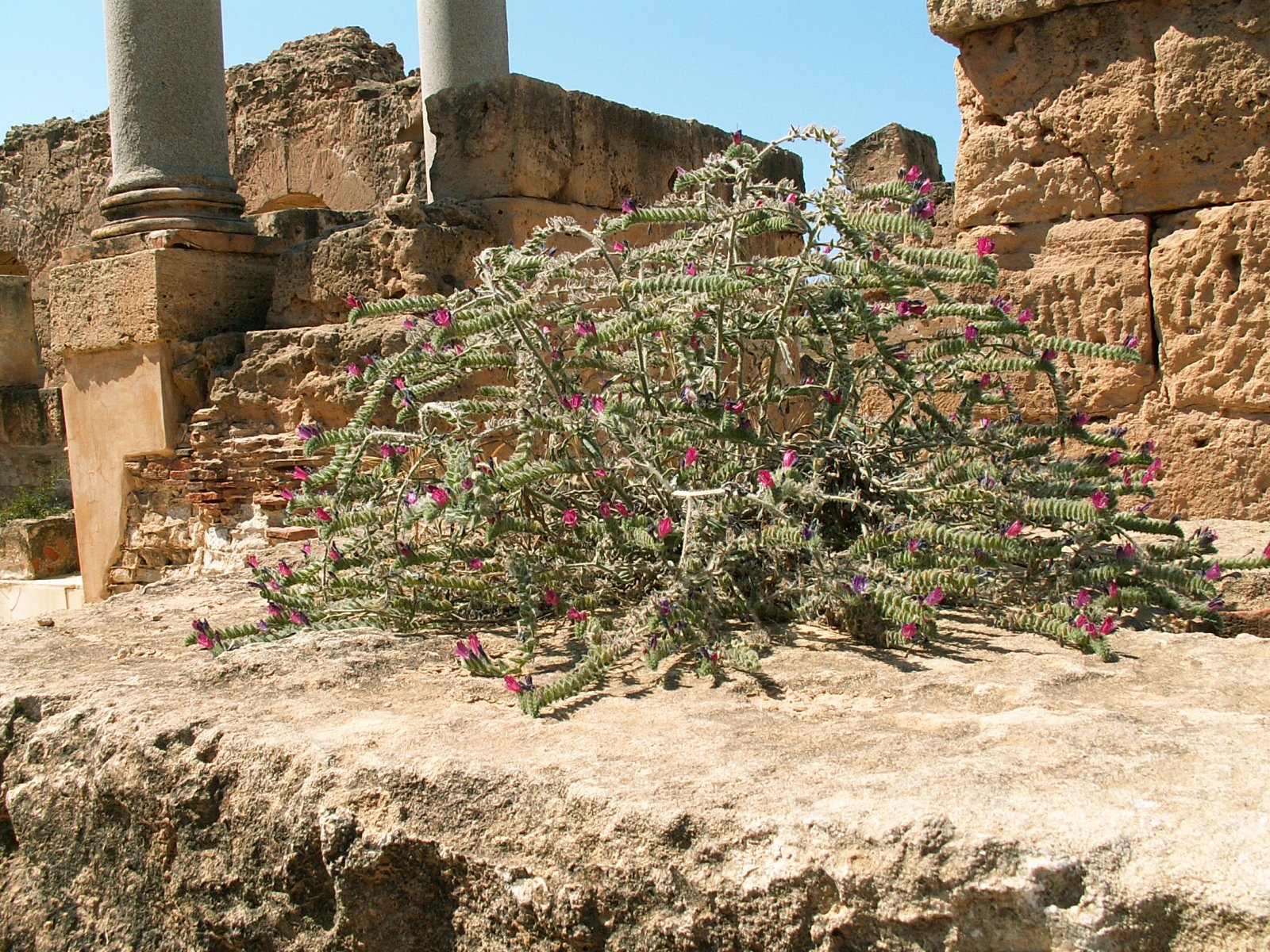 Leptis Magna - Hadrianic Baths