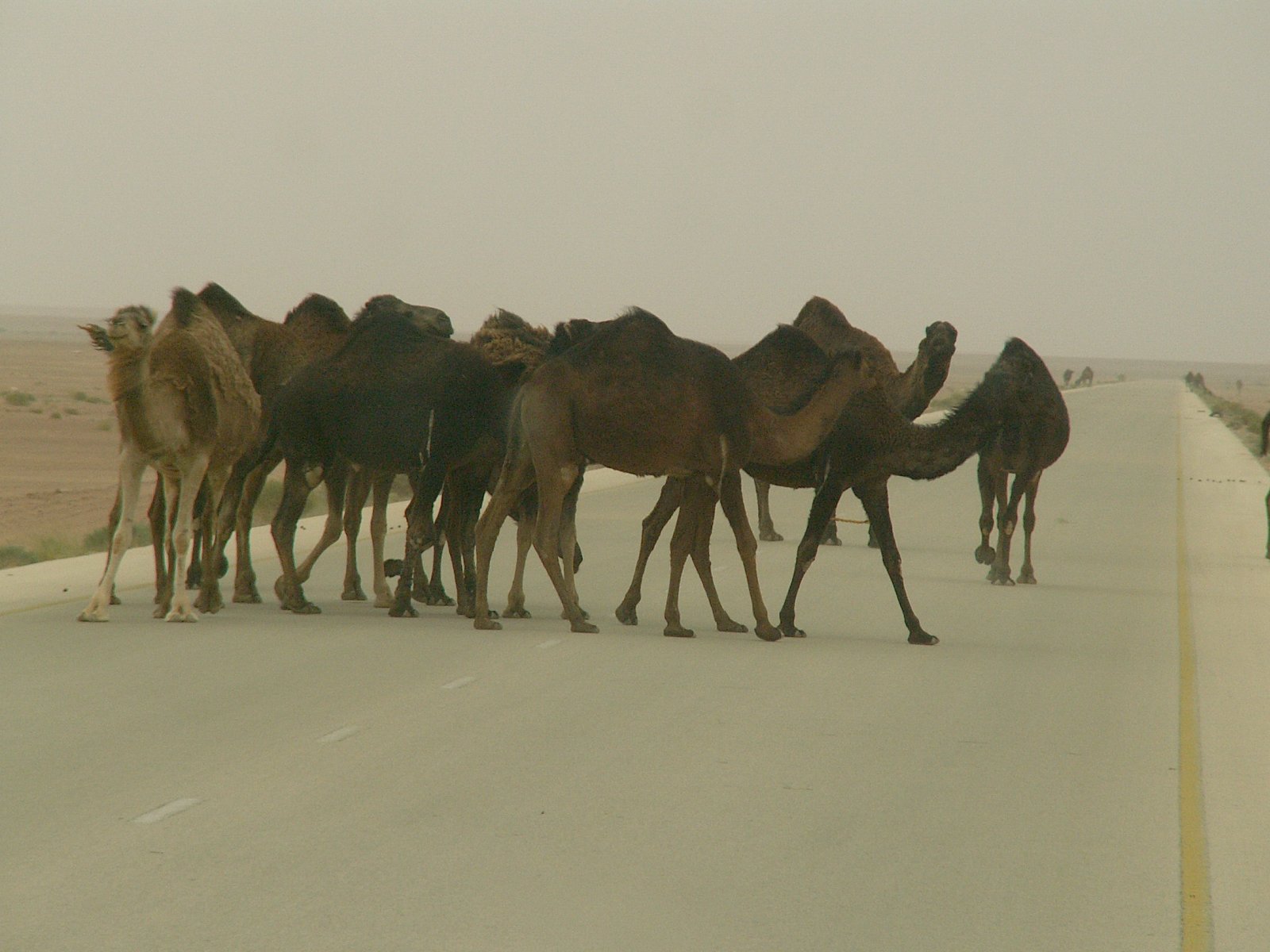 To al-Qaryat - Camels