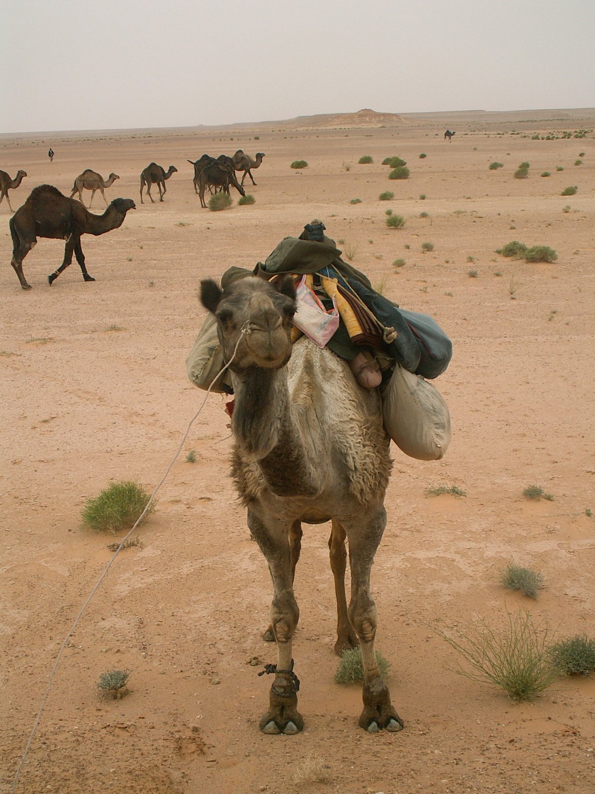To al-Qaryat - Camels