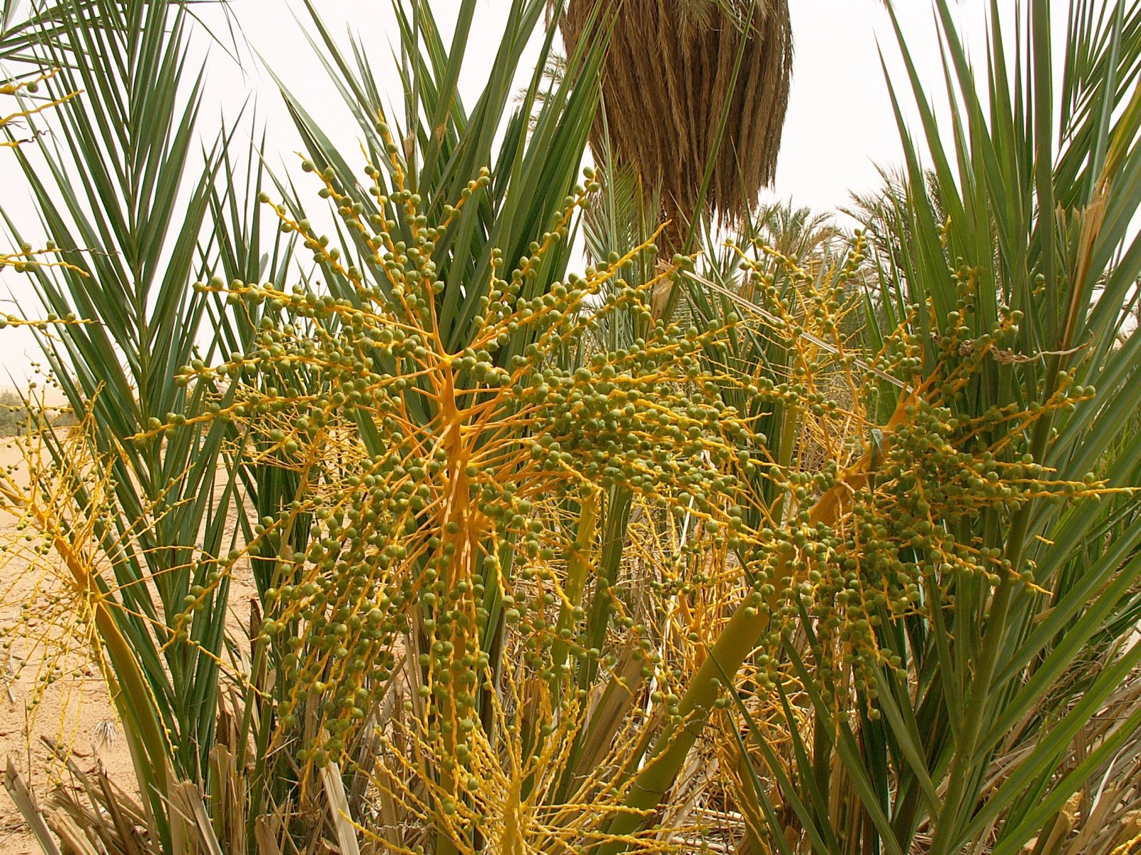 Ubari Lakes - Gebraoun - Date palm