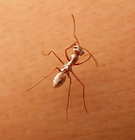 Ubari Lakes - Gebraoun - Silver ant