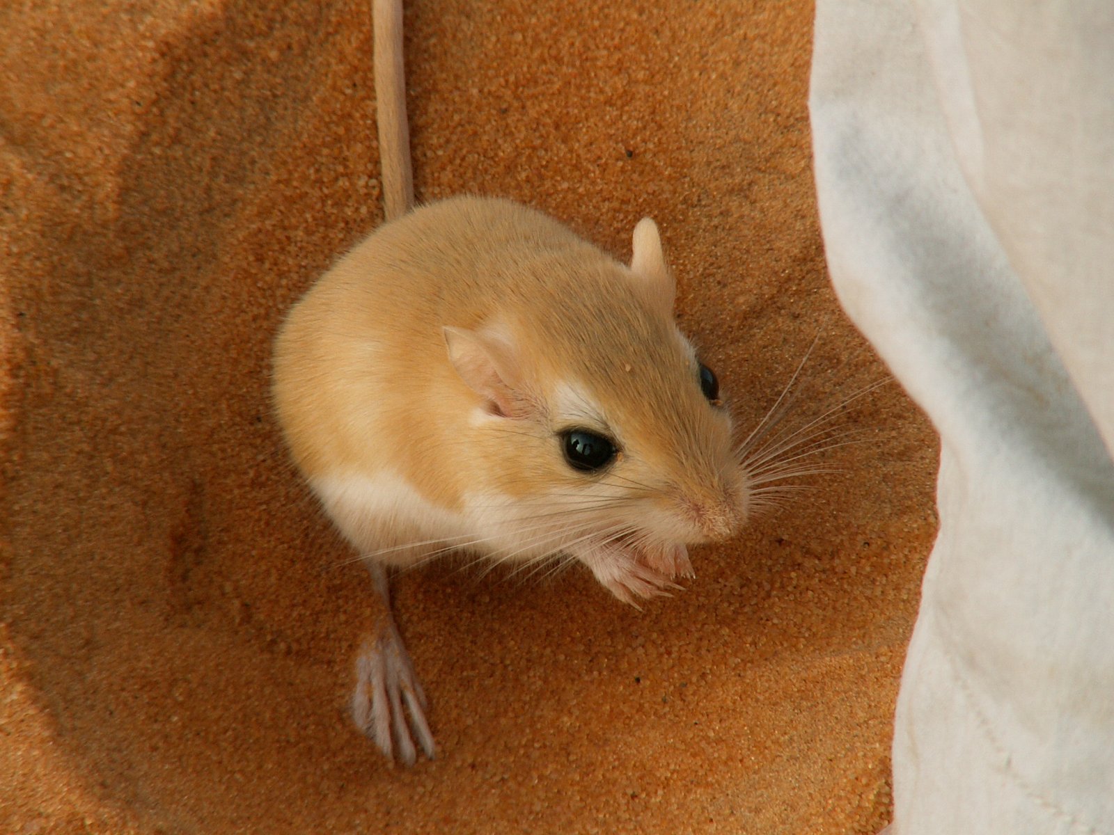 Ramlat Assayef - Mouse