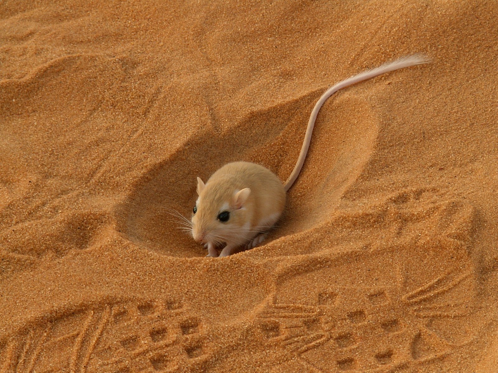 Ramlat Assayef - Mouse