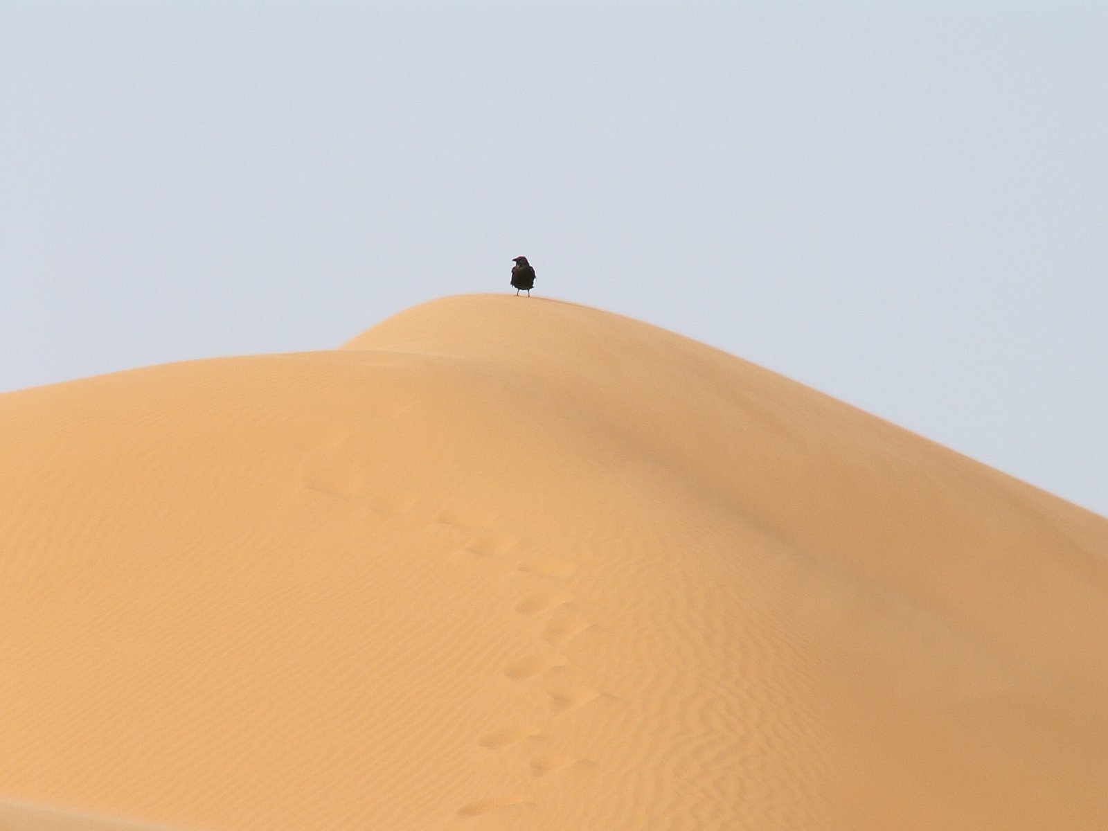 Ramlat Assayef - Sand dunes - Crow