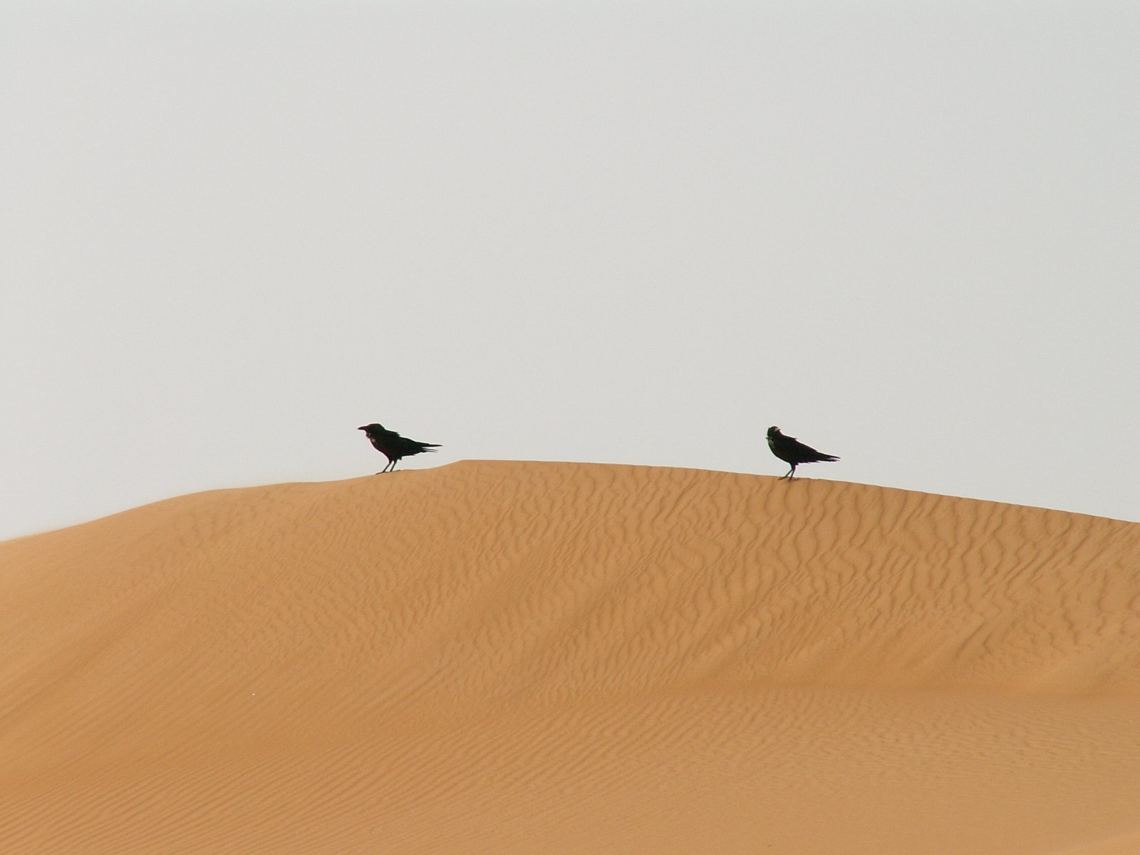 Ramlat Assayef - Sand dunes - Crows