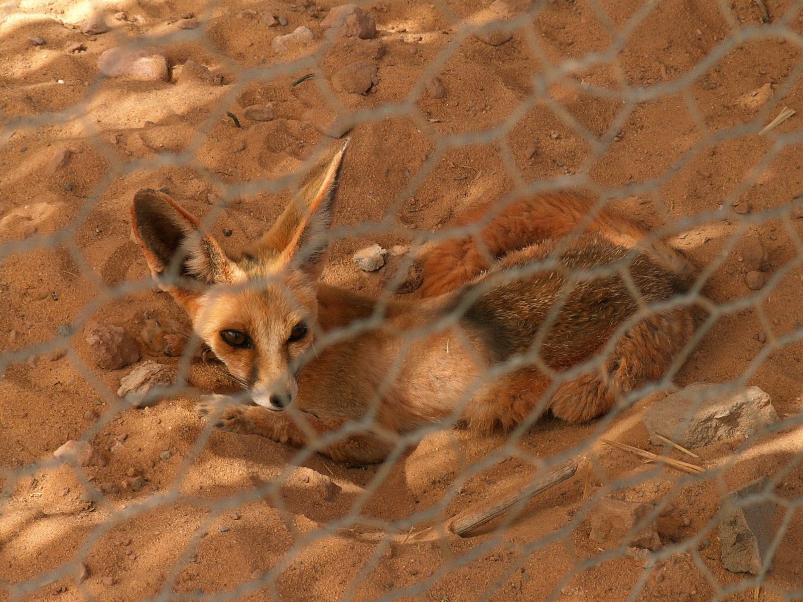 Near Sebha - Zoo - Fennec fox