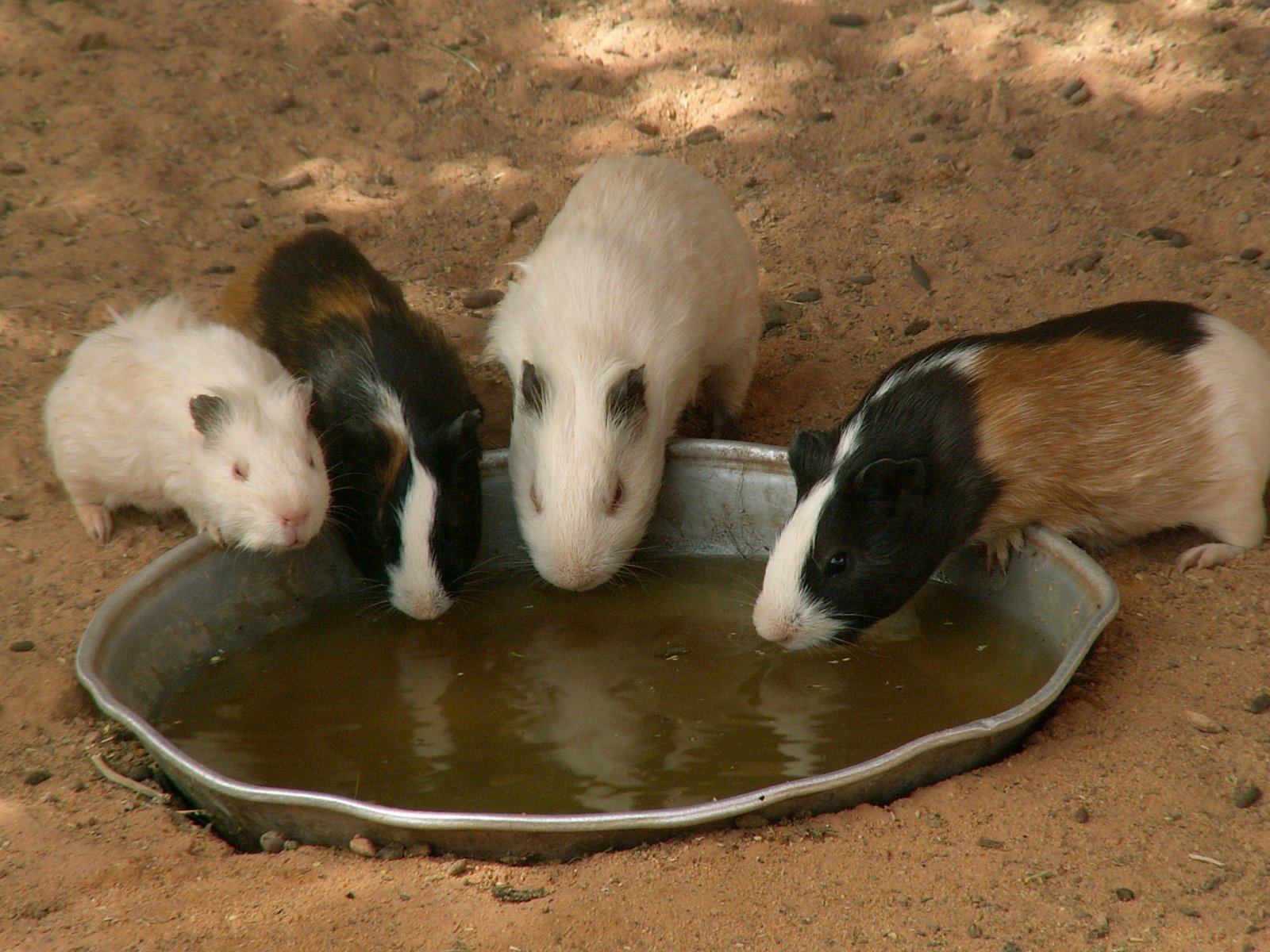 Near Sebha - Zoo - Guinea pigs
