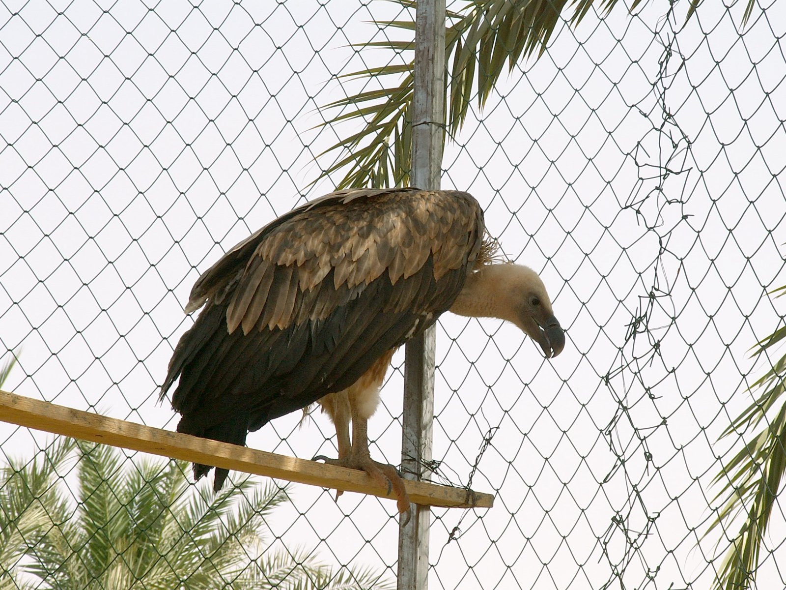 Near Sebha - Zoo - Vulture