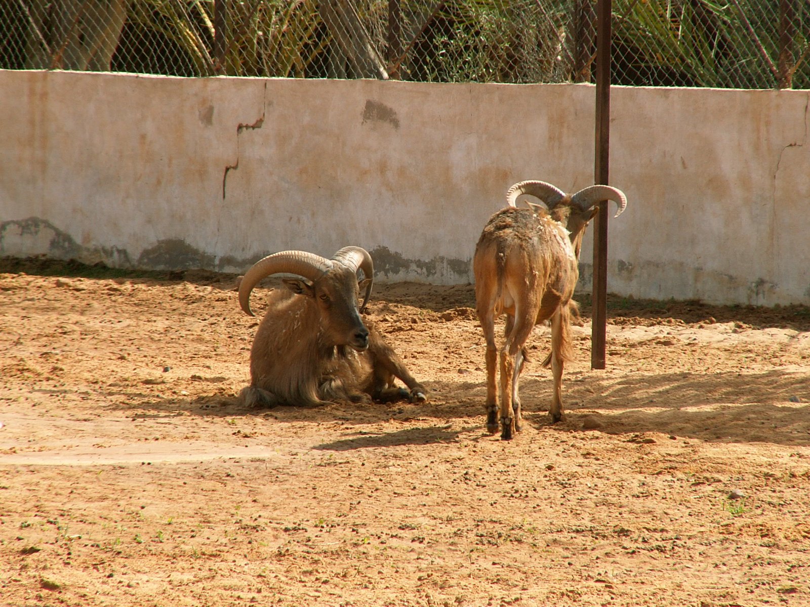Near Sebha - Zoo - Moufflon