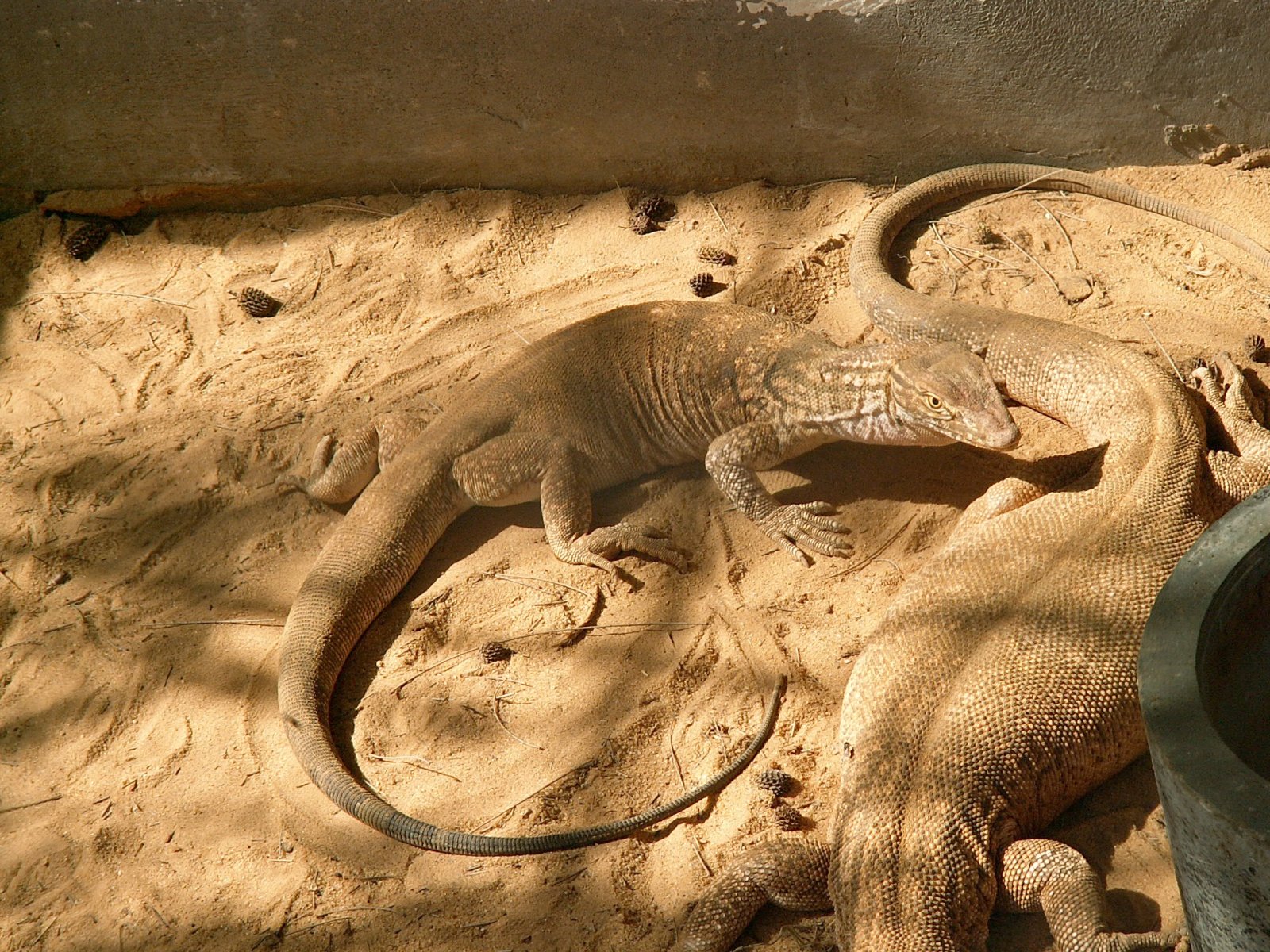 Near Sebha - Zoo - Lizards