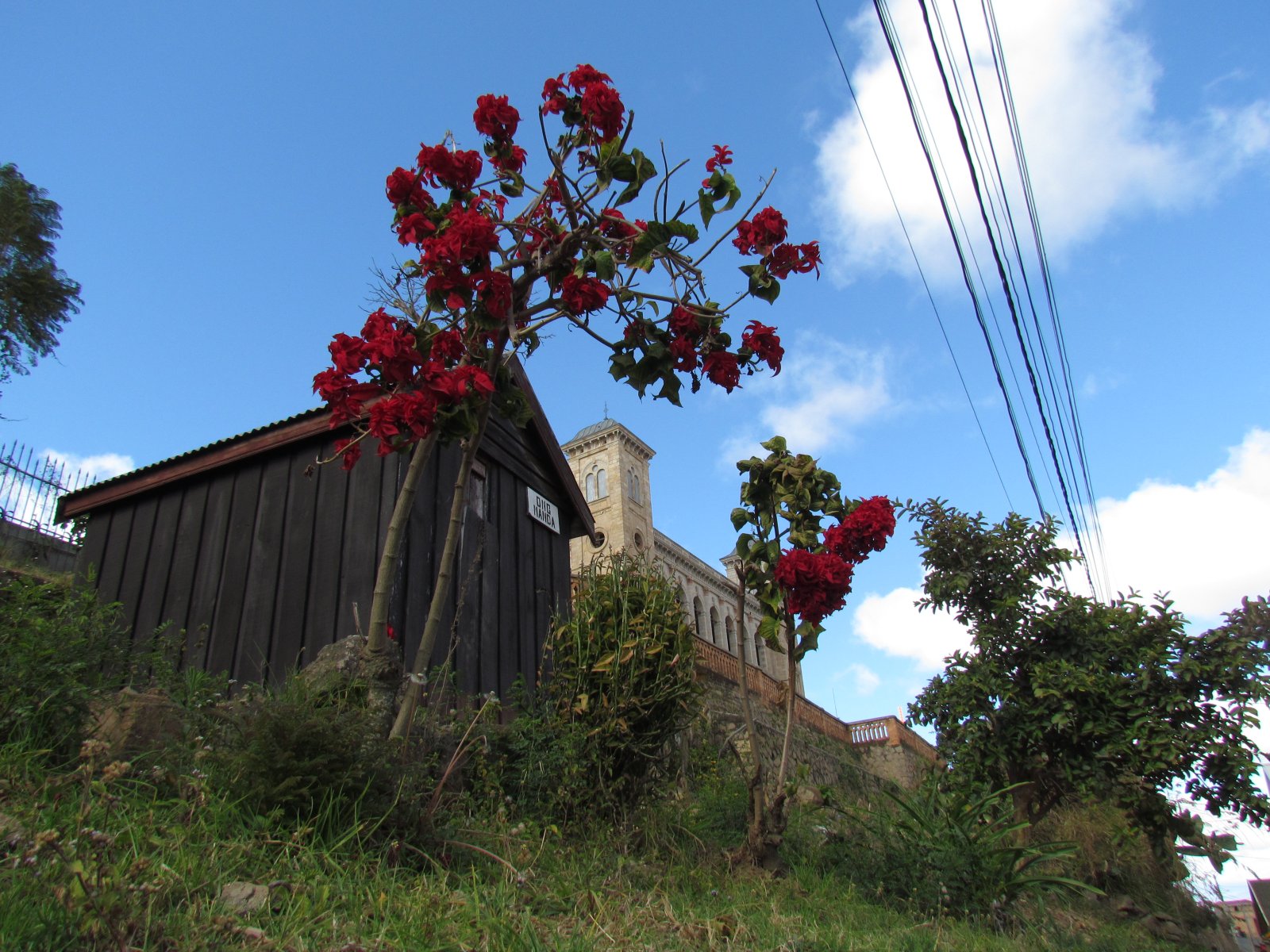 Antananarivo - Poinsettia
