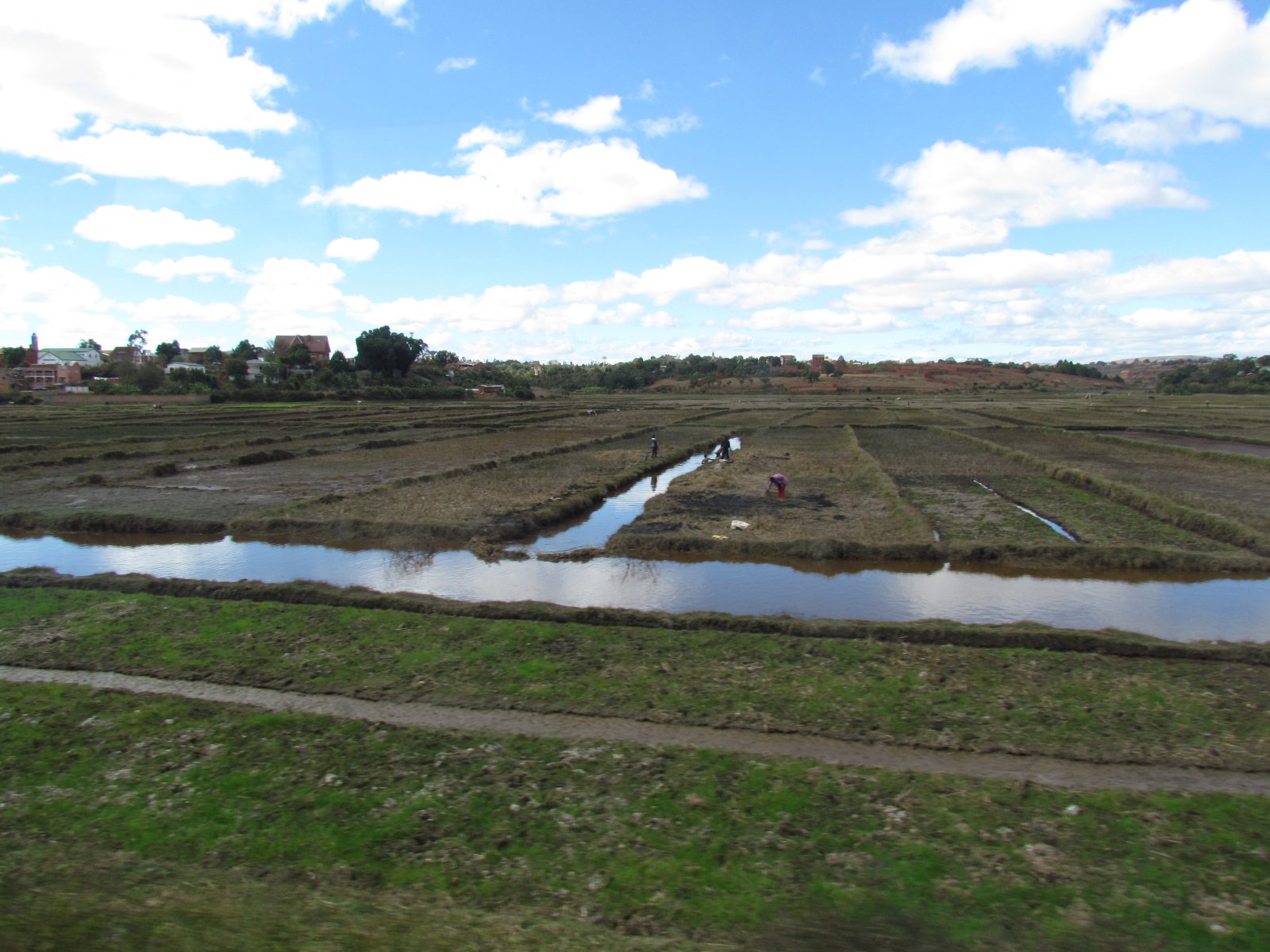 Antananarivo - Rice fields