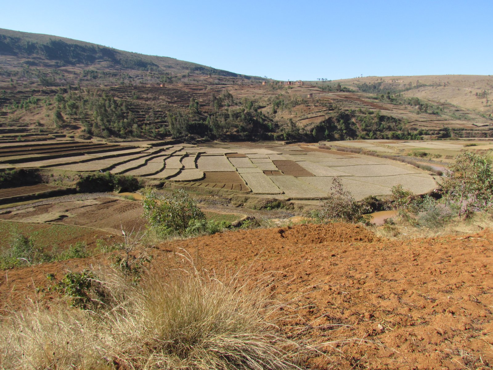 Near Ambohibary - Rice fields