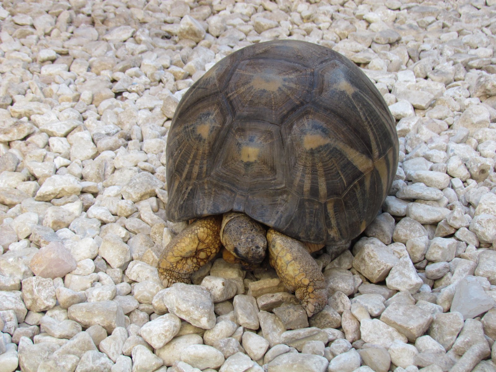 Antsirabe - Chez Joseph - Radiated tortoise