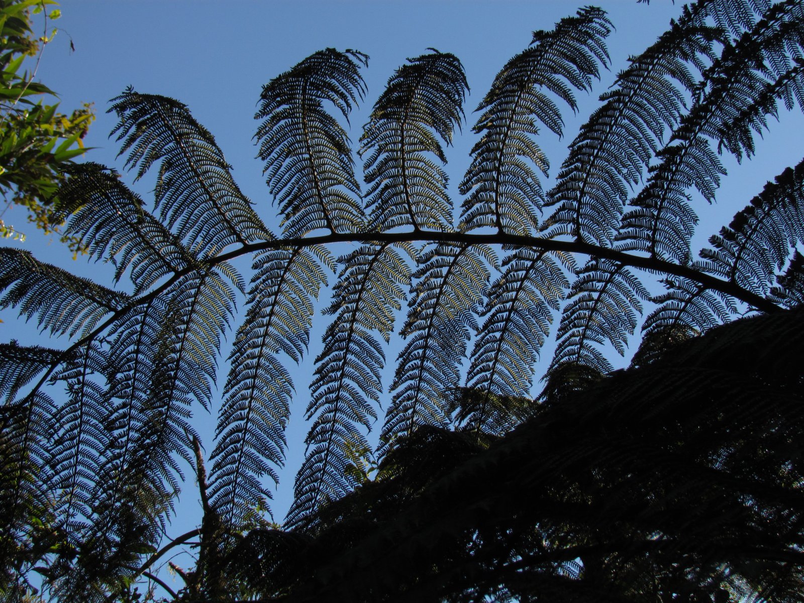 Ranomafana - Tropical rainforest - Tree fern