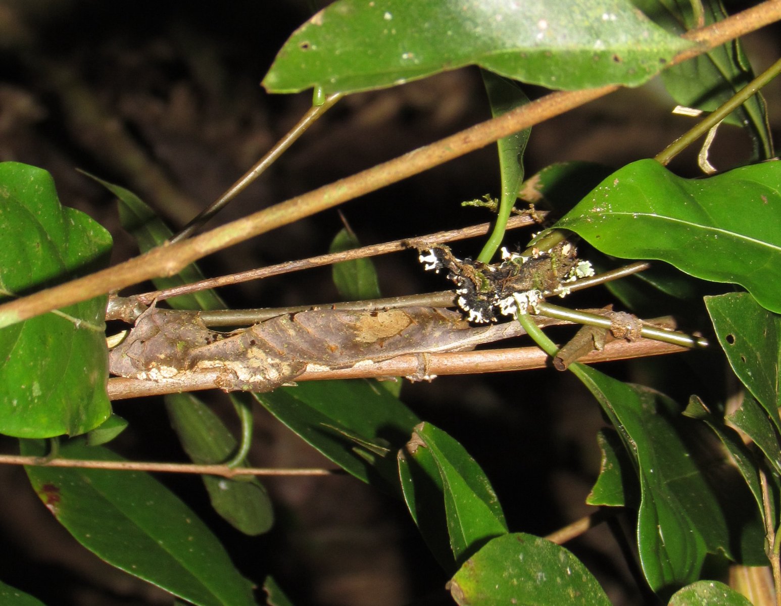 Ranomafana - Tropical rainforest - Satanic leaf tailed gecko