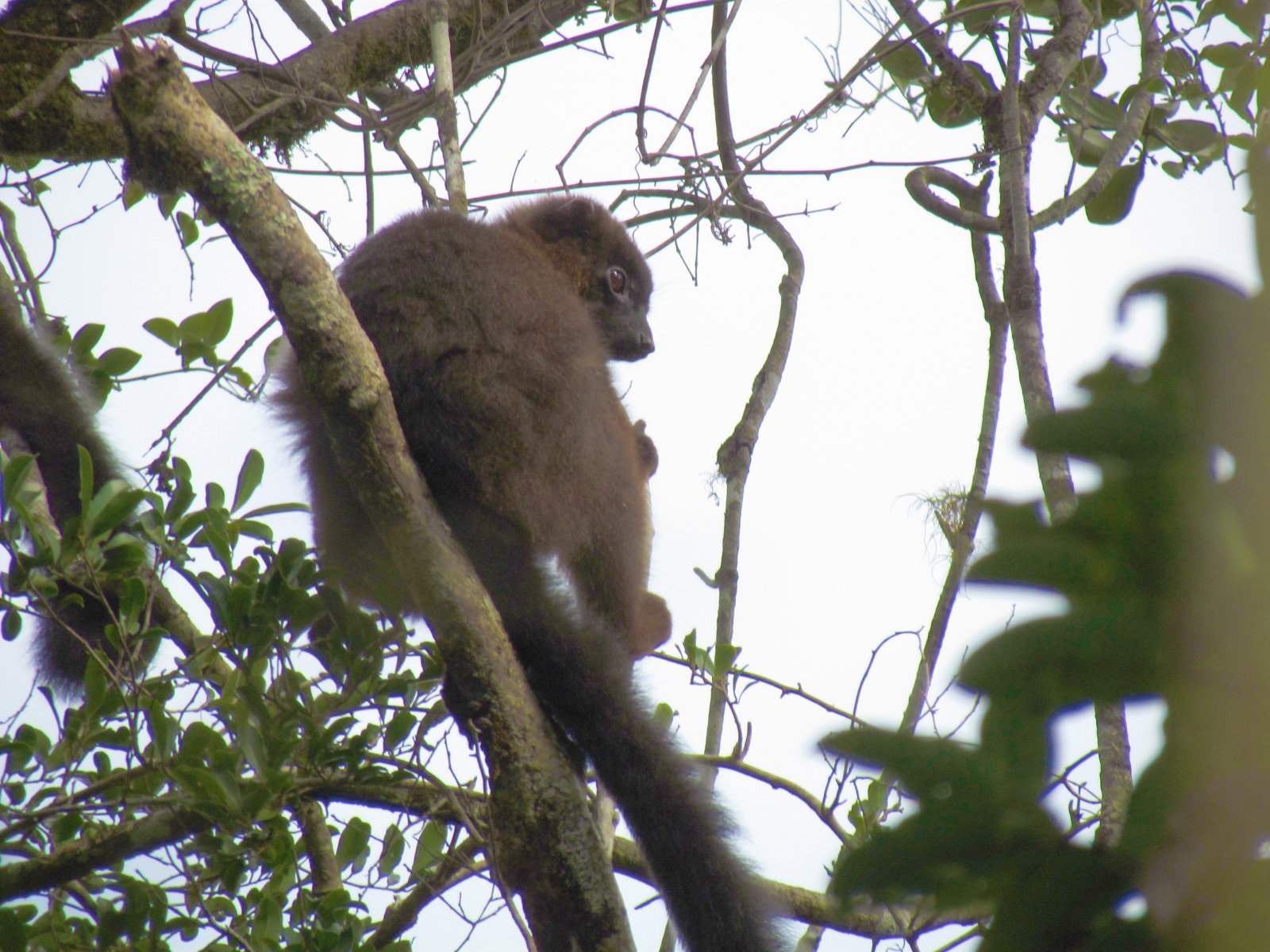 Ranomafana - Tropical rainforest - Golden bamboo lemur