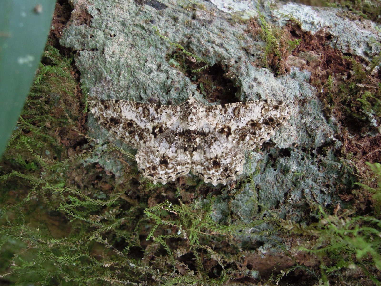 Ranomafana - Tropical rainforest - Moth