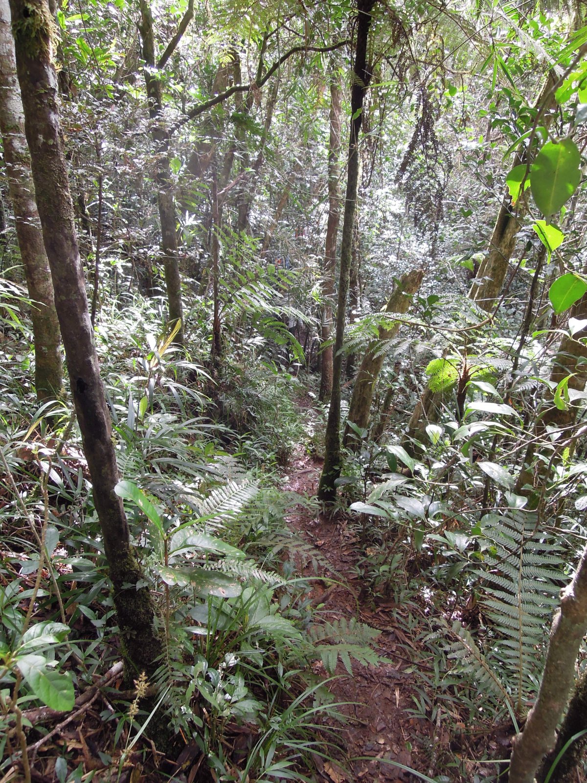 Ranomafana - Tropical rainforest