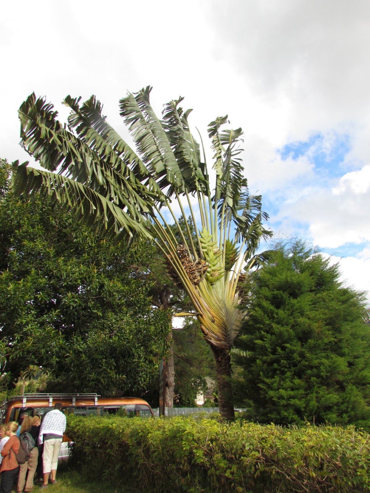 Ranomafana - Ravenala (Traveller's palm)