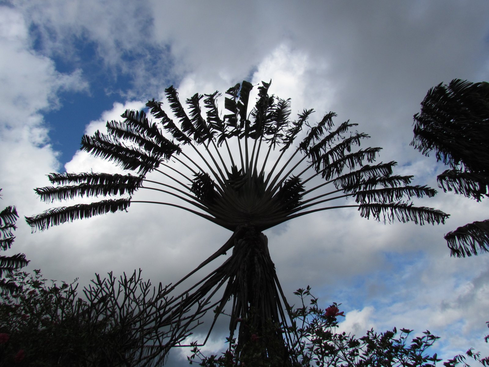 Ranomafana - Ravenala (Traveller's palm)