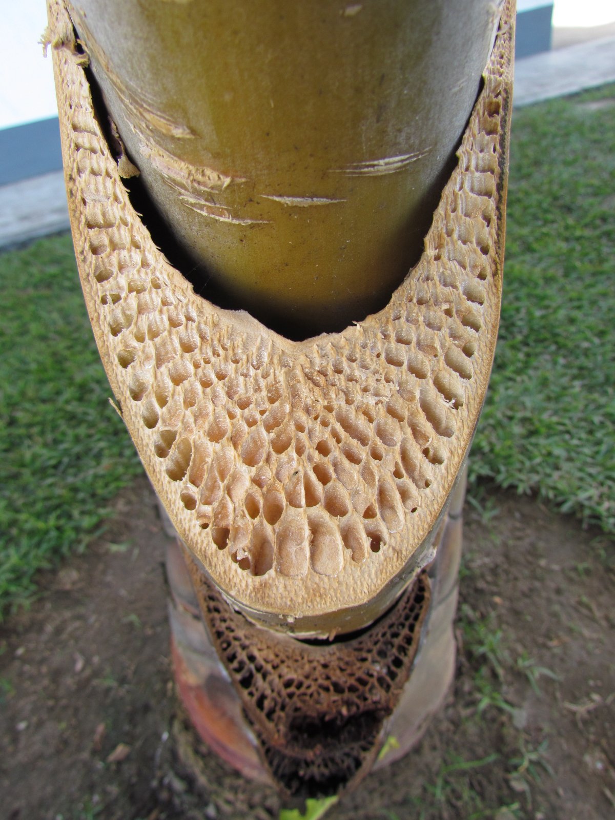 Ranomafana - Ravenala (Traveller's palm)