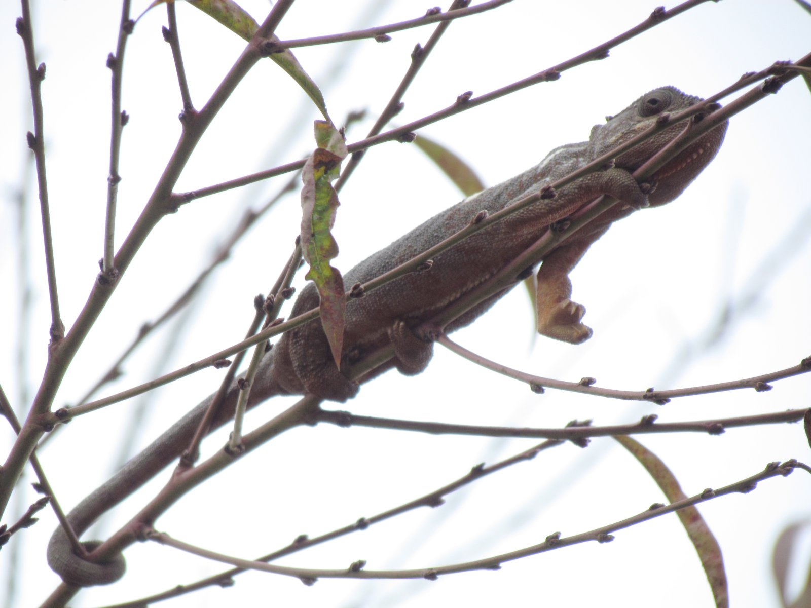 Near Fianarantsoa - Malagasy giant chameleon (Furcifer oustaleti)