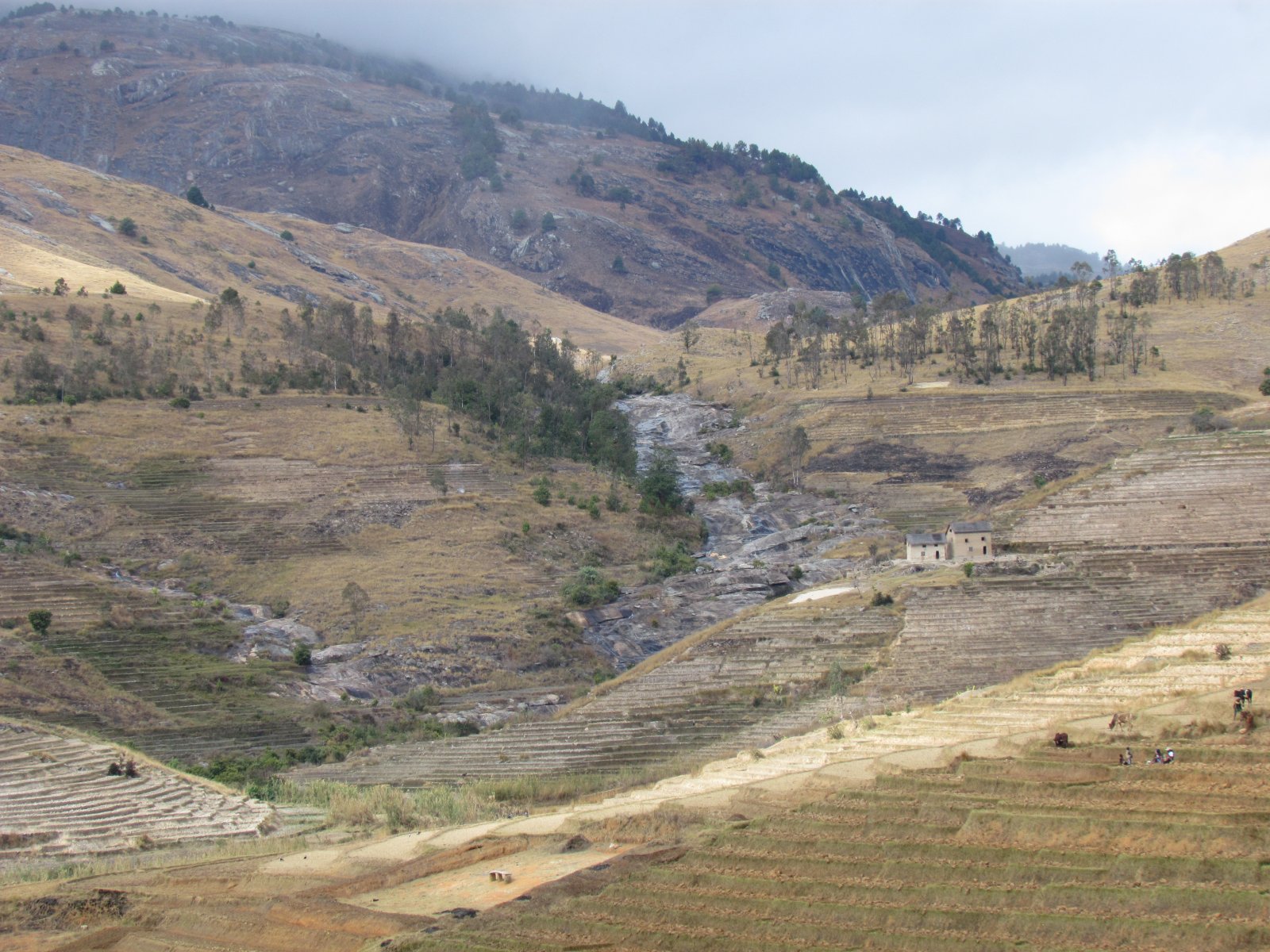 Near Fianarantsoa - Rice fields