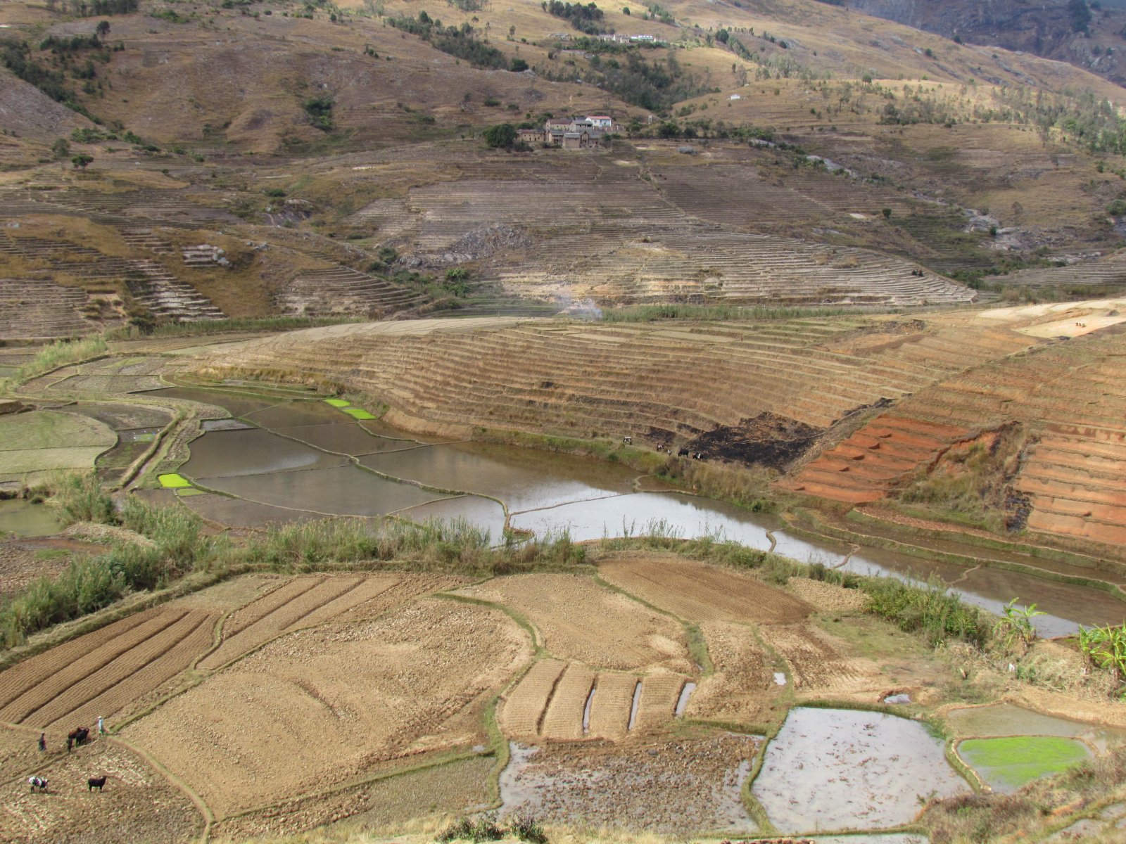 Near Fianarantsoa - Rice fields