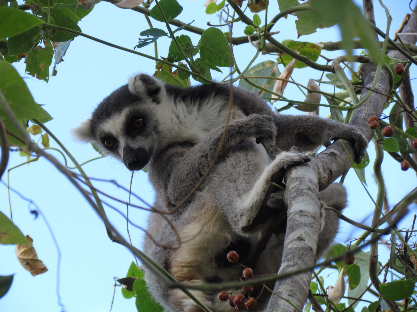 Anja reserve - Ringtailed lemur
