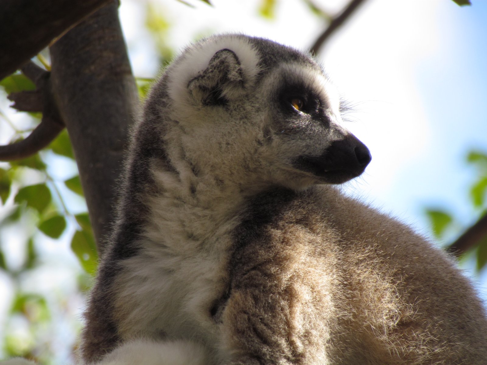 Anja reserve - Ringtailed lemur