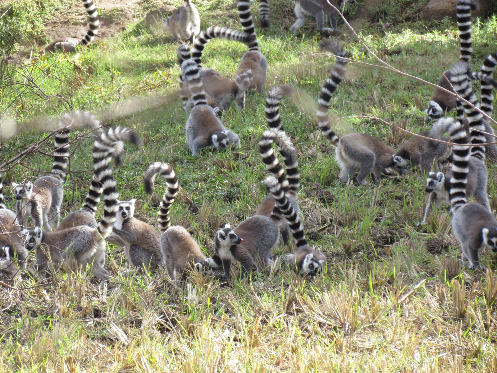 Anja reserve - Ringtailed lemurs