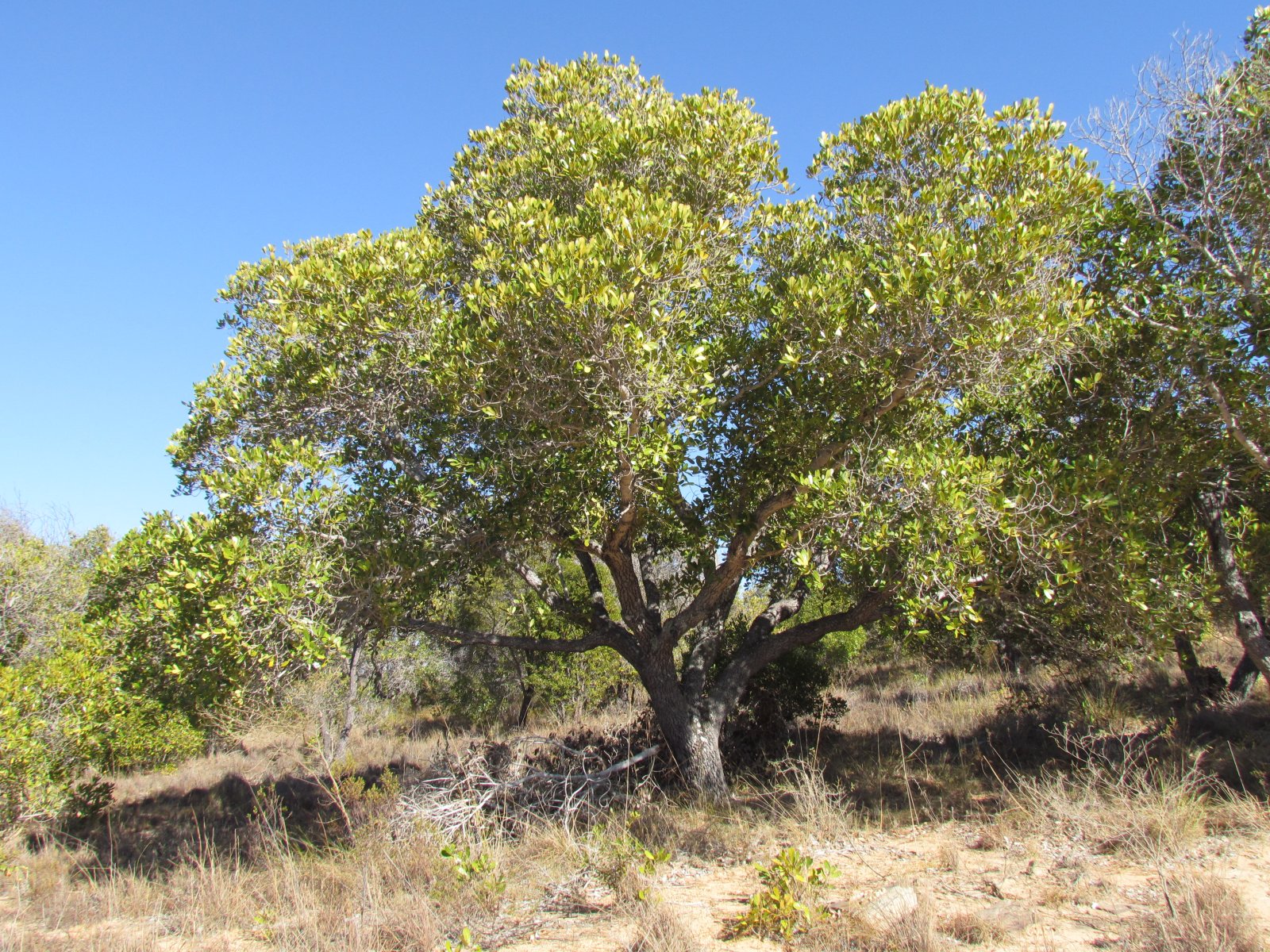 Isalo national park - Incombustible tapia tree