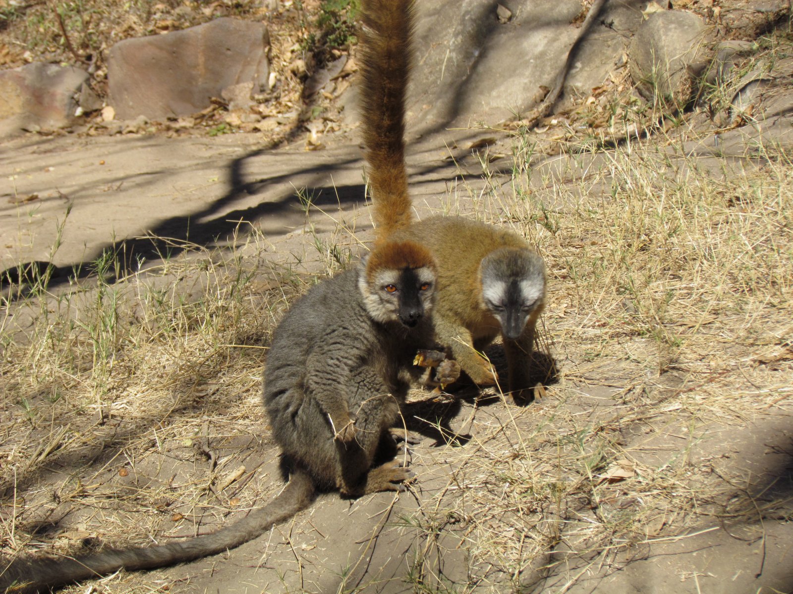 Isalo national park - Red-fronted lemurs
