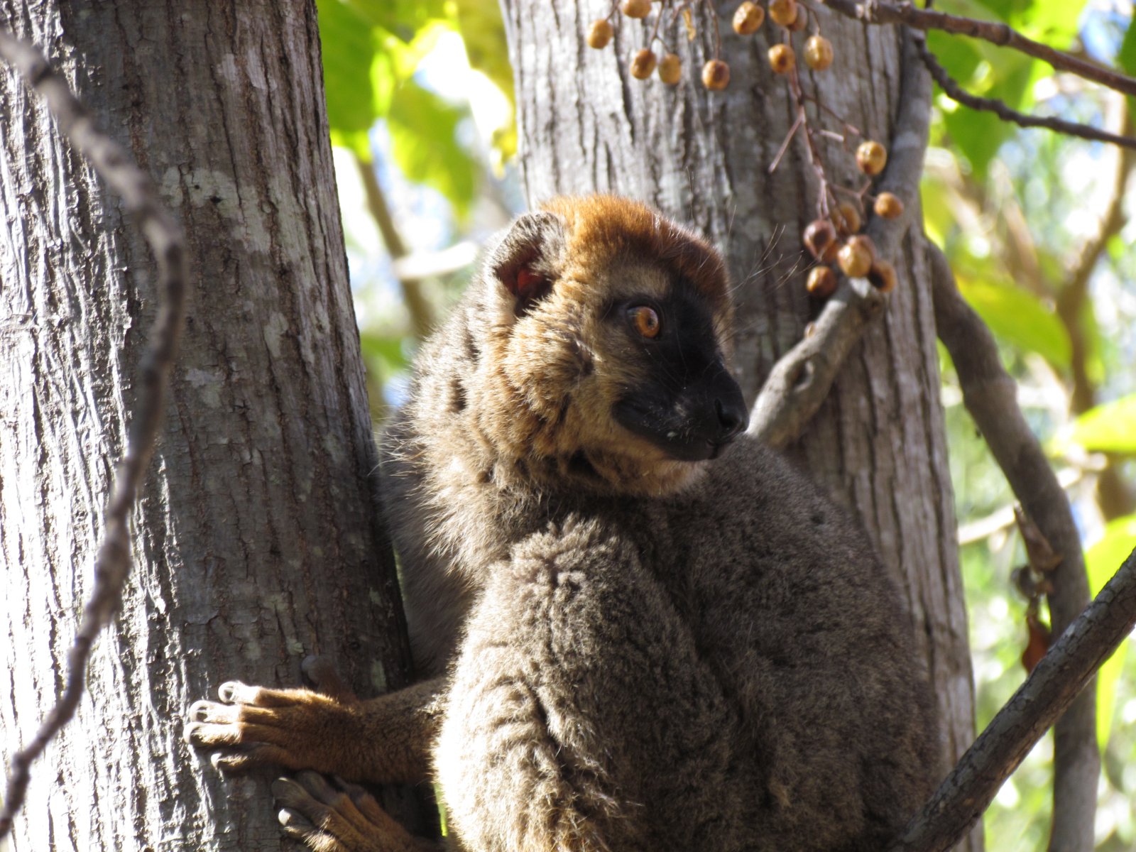 Isalo national park - Red-fronted lemur