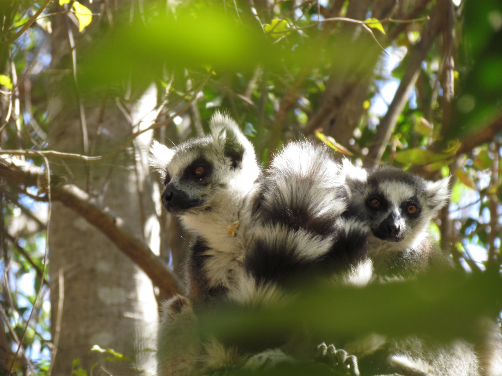 Isalo national park - Ringtailed lemurs