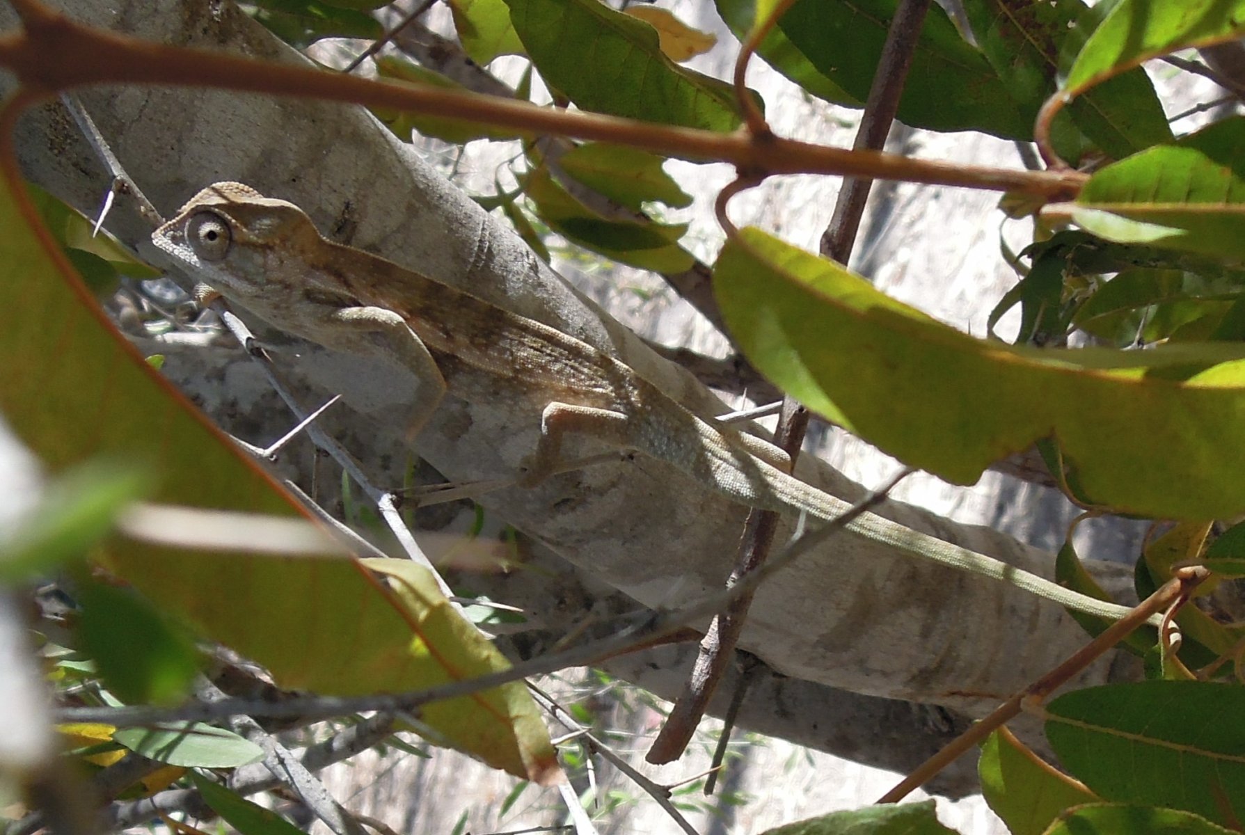 Isalo national park - Small chameleon