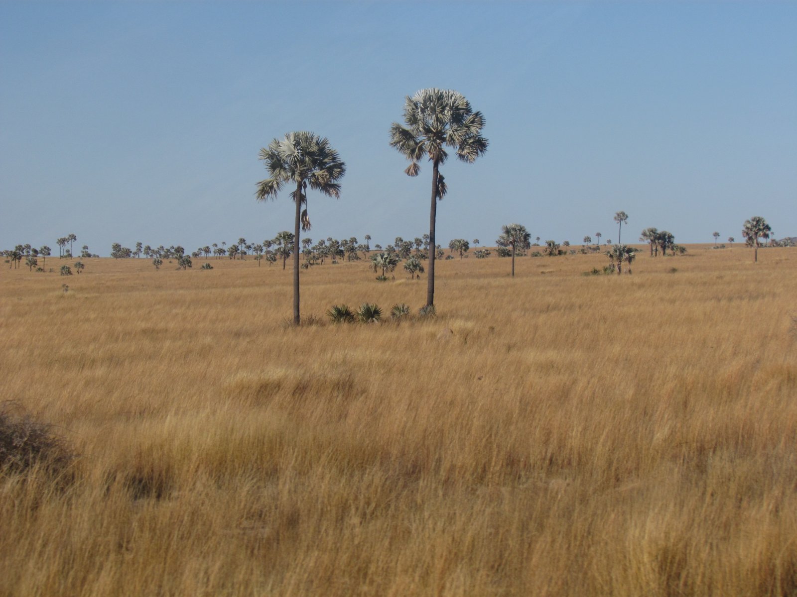 Near Ranohira