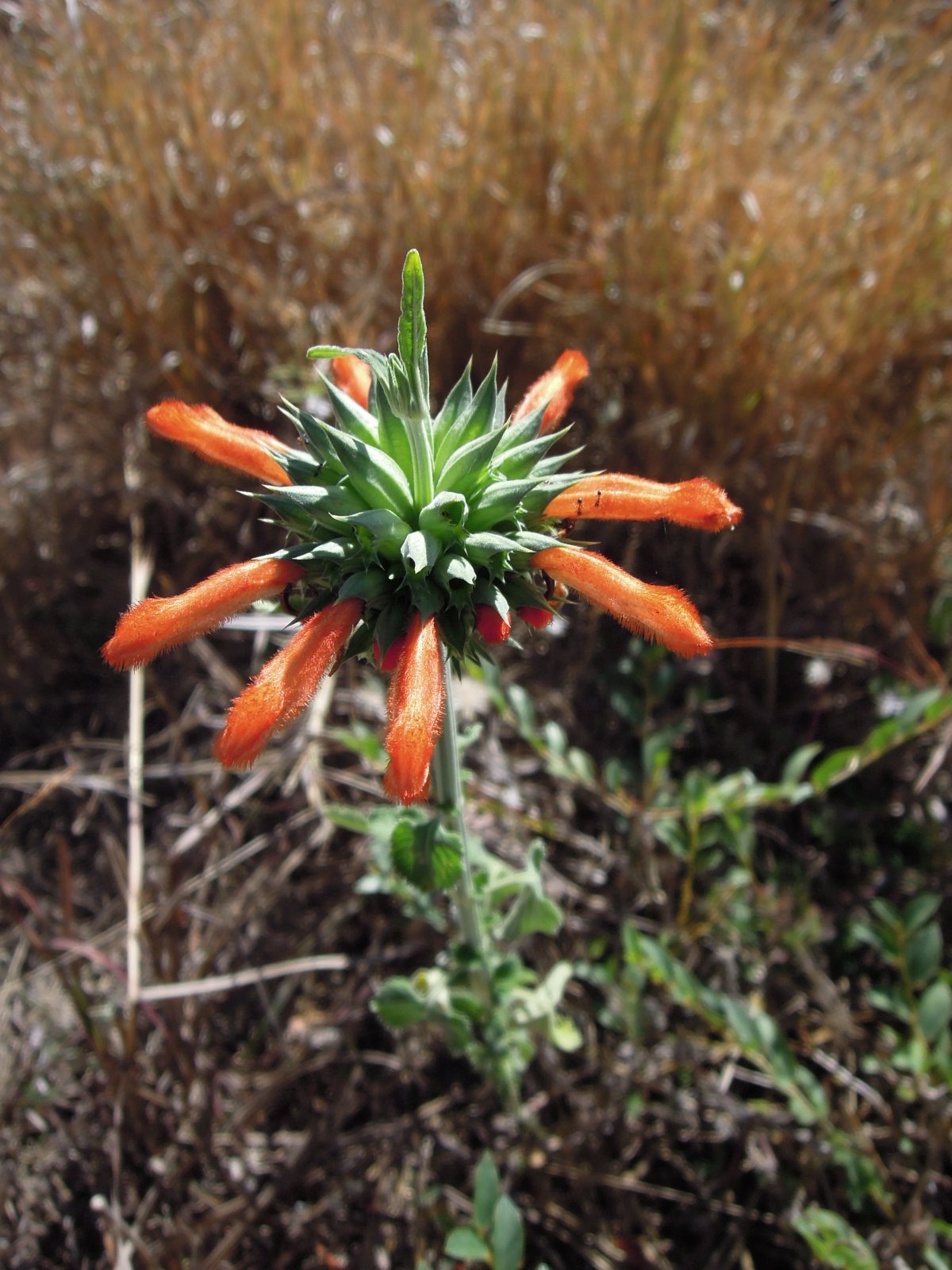 Zombitse-Vohibasia national park - Flower