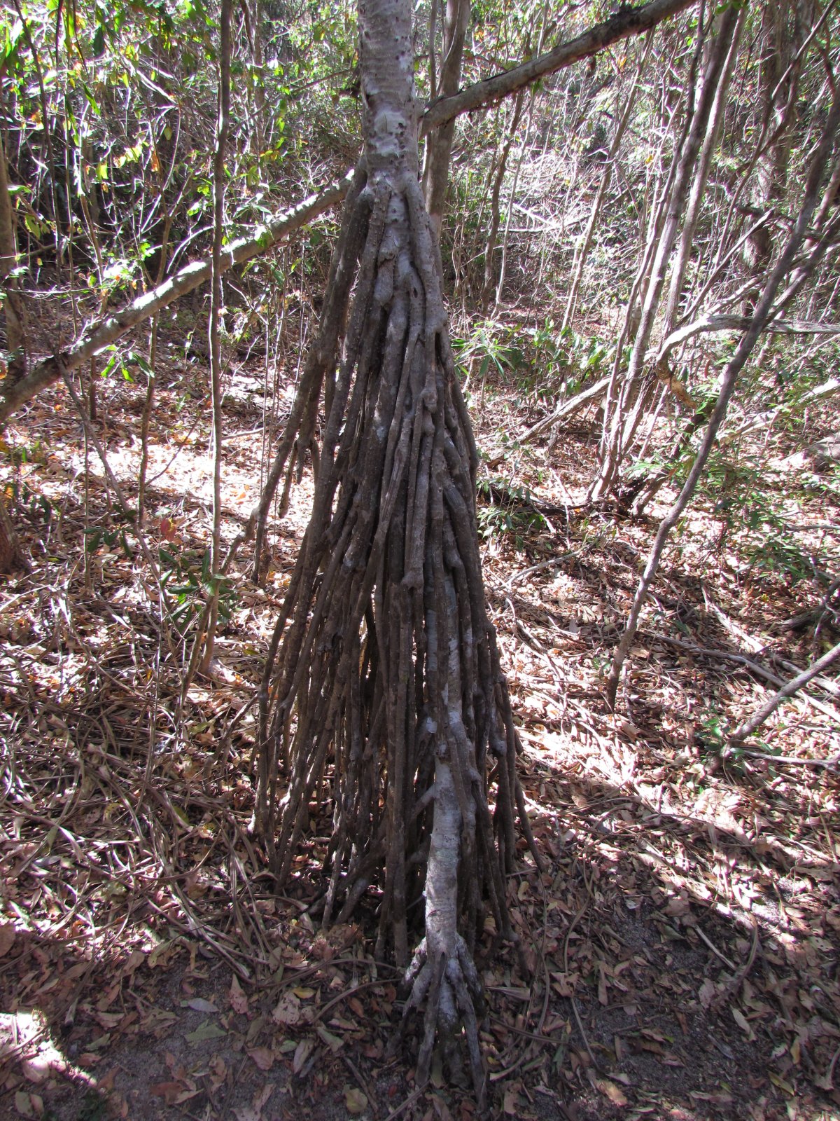 Zombitse-Vohibasia national park - Fig tree