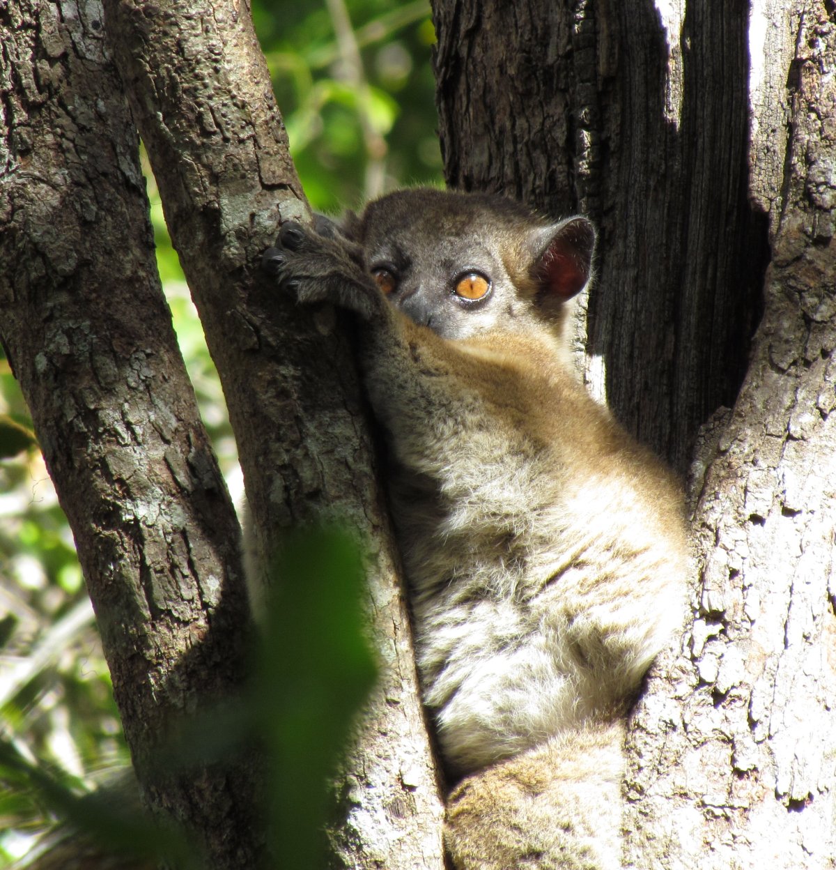 Zombitse-Vohibasia national park - Sportive lemur