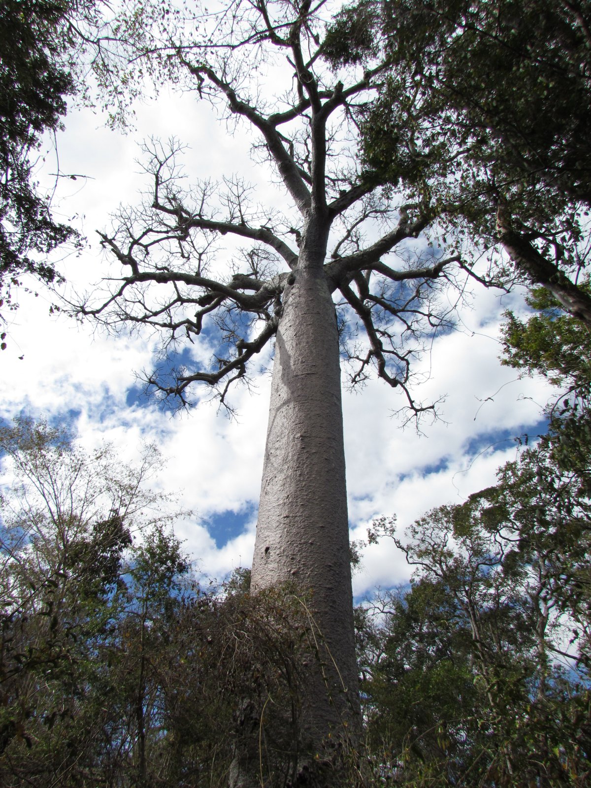 Zombitse-Vohibasia national park - Baobab