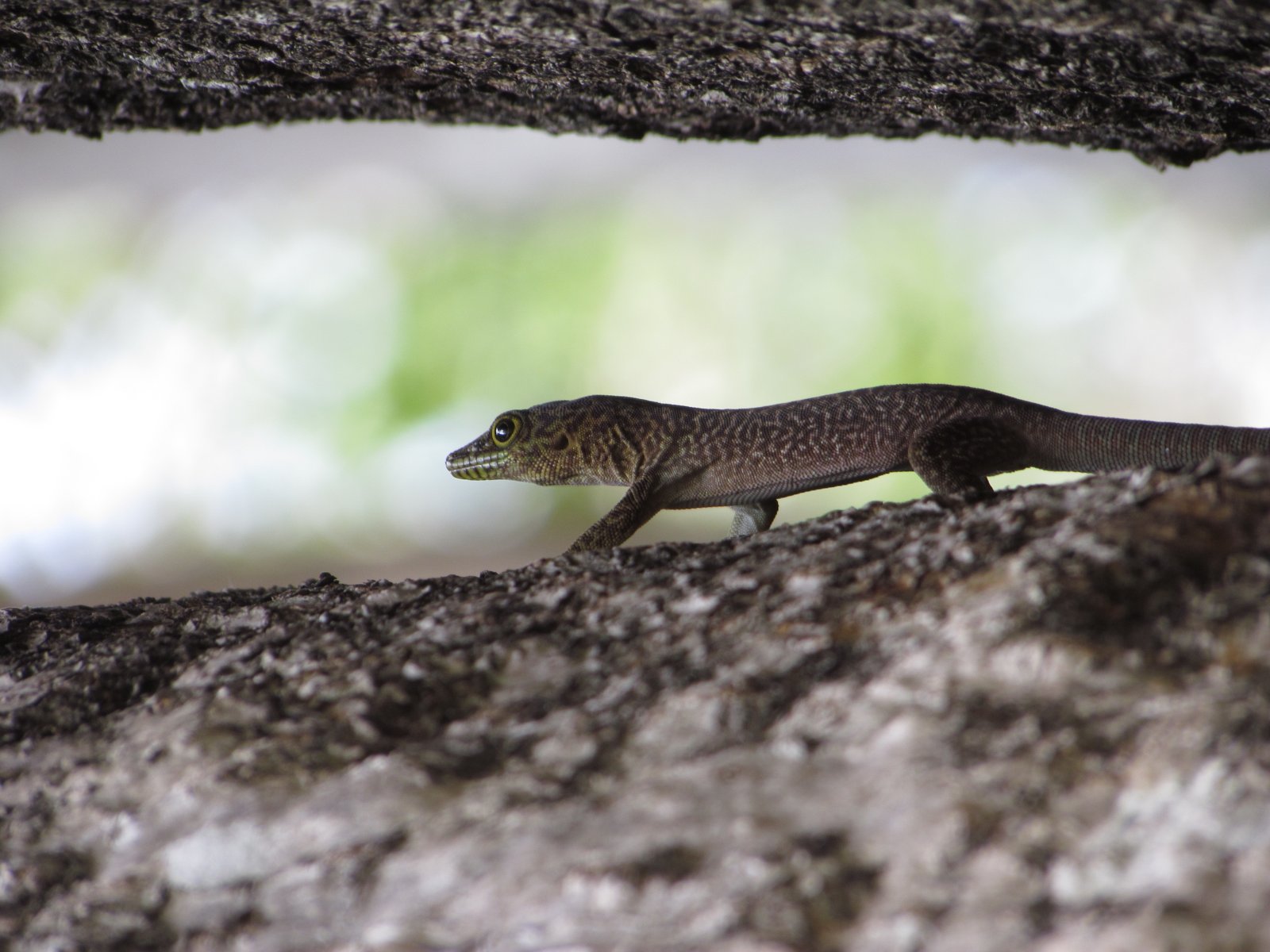 Zombitse-Vohibasia national park - Gecko