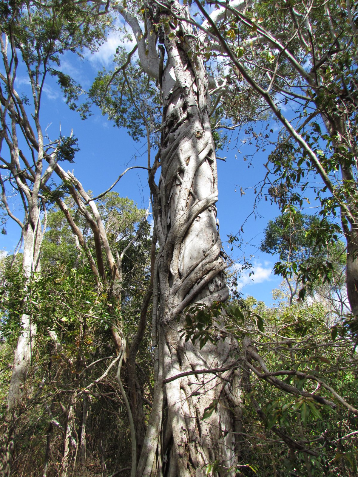 Zombitse-Vohibasia national park - Strangler fig