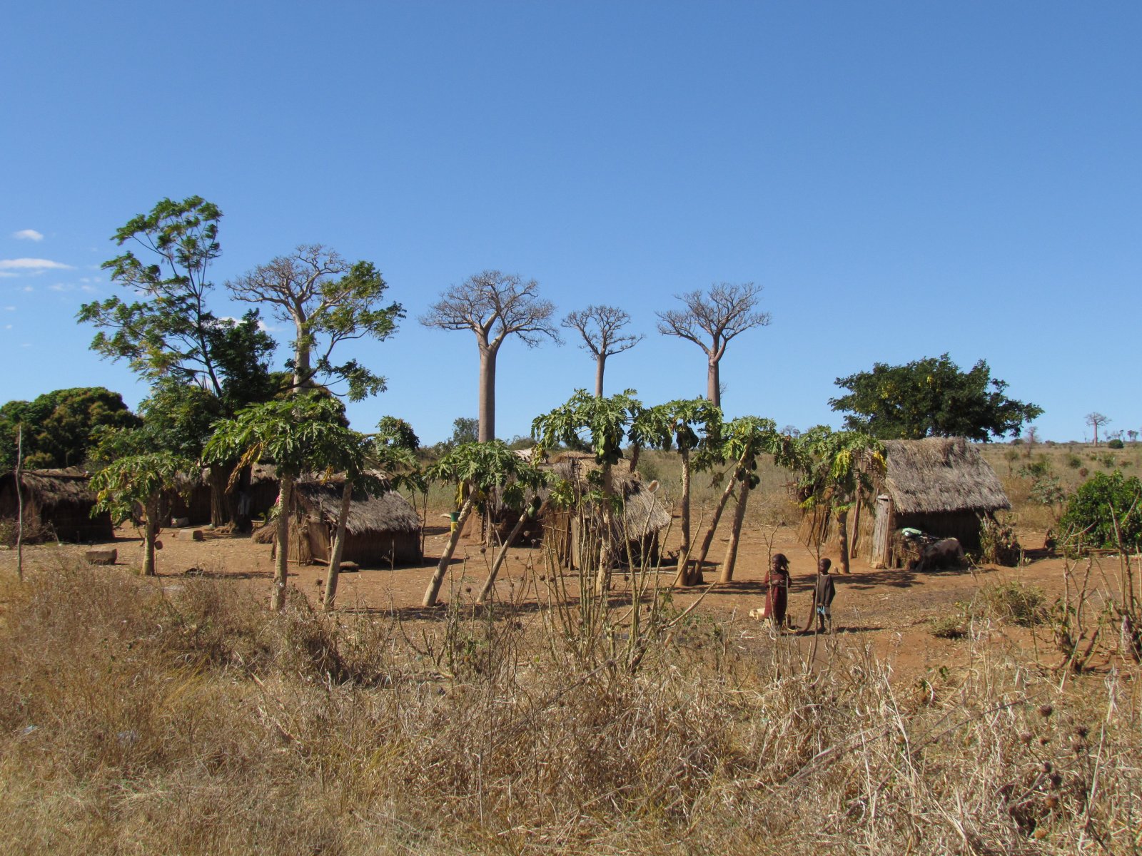 Near Toliara - Baobabs