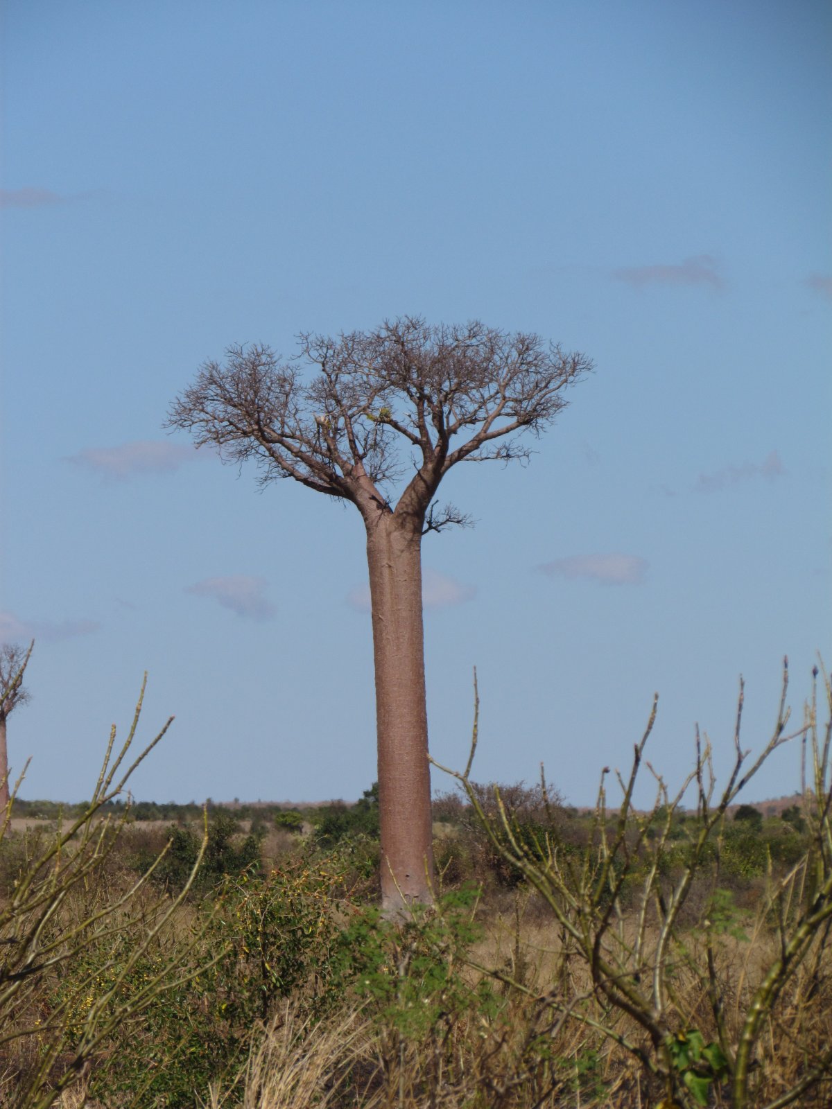Near Toliara - Baobab